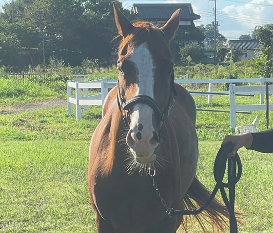 クォーターホース 7歳 セン馬 | ホースマンズ•ランチ